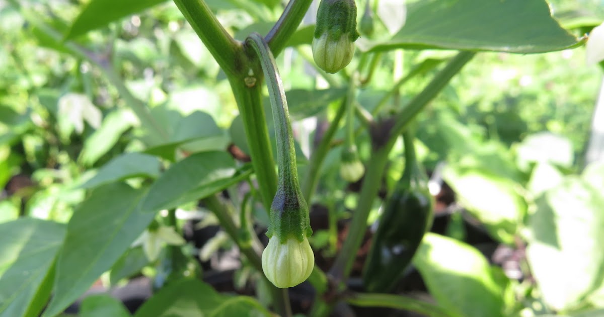 Growing Food, Saving Seeds Glueing chilli flowers, a way to save pure