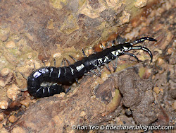 centipede centipedes singapore chilopoda phylum sp eggs female rock arthropoda class probably