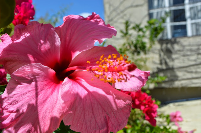 Hibiscus sinensis- Rosa China