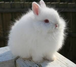 Jersey Wooly Rabbit information