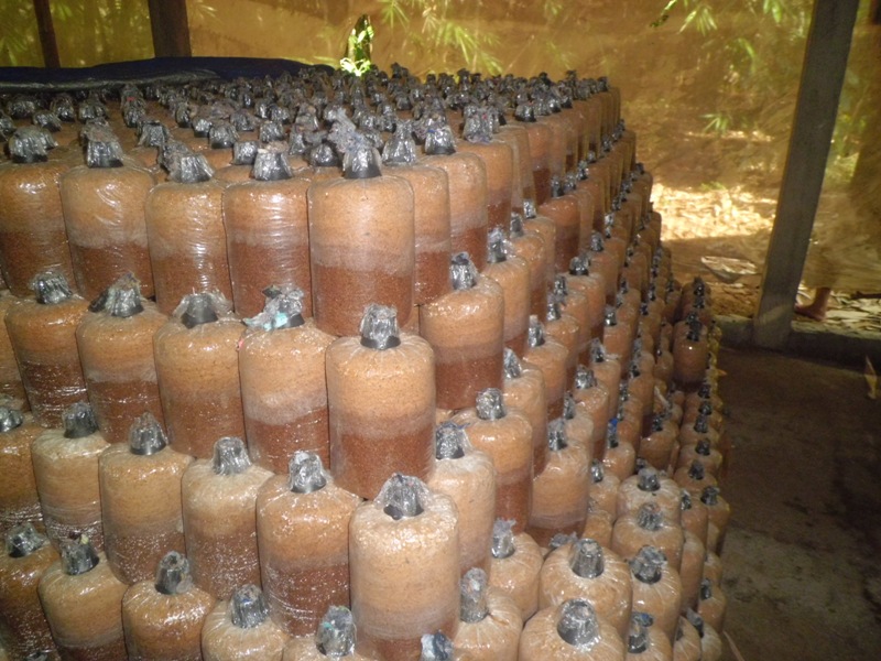 BUDIDAYA JAMUR TIRAM ORGANIKKAYA MANFAATKHASIATKESEHATAN BUDIDAYA