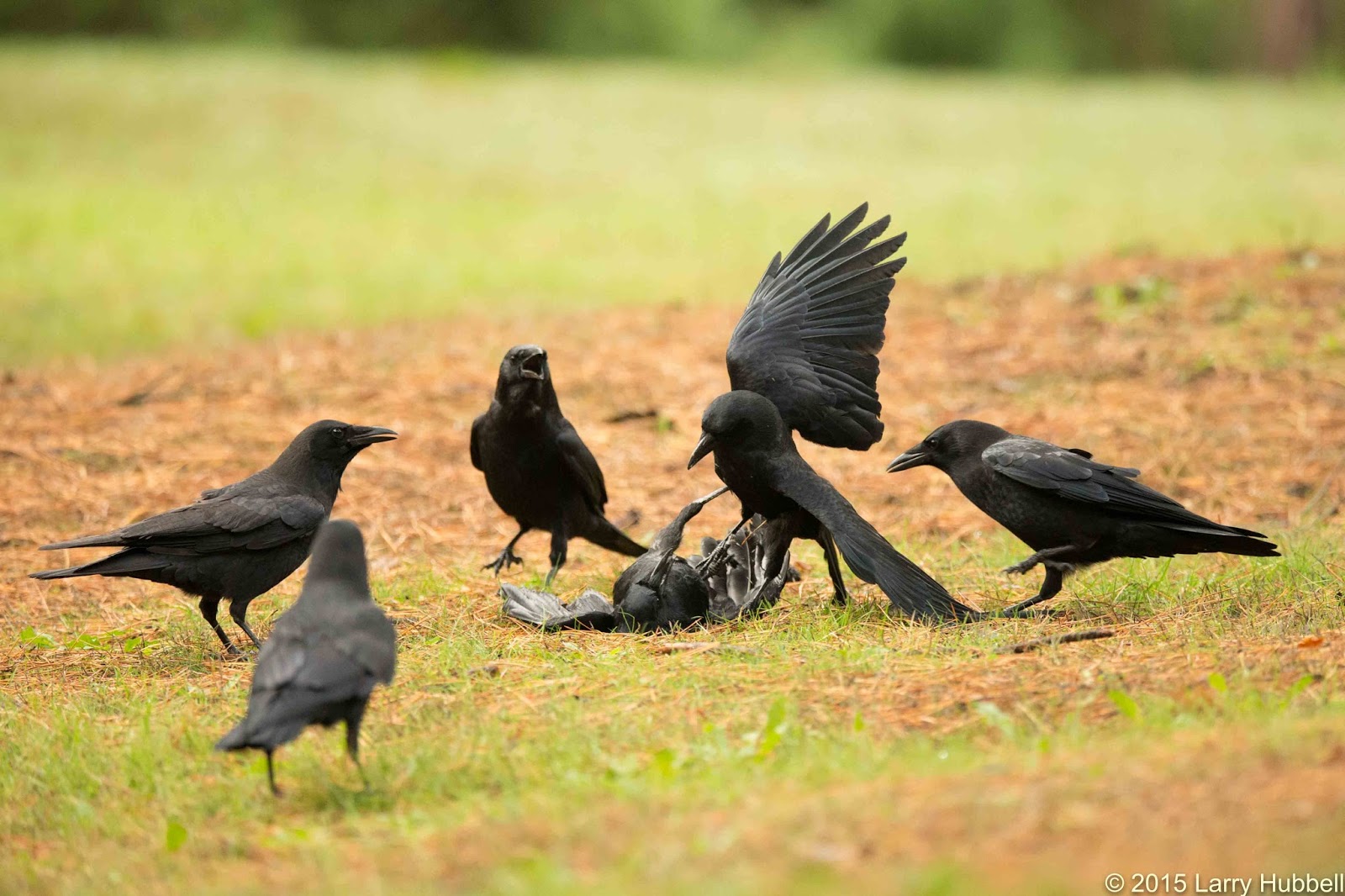 Вороны собрались в стаю и каркают. Весна птицы. Ворона. Вороны взлетают. Стая грачей.
