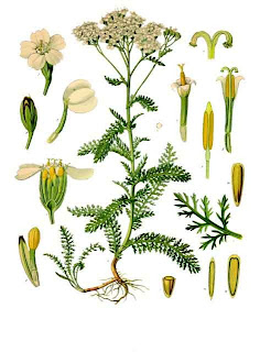 Mil folhas, Achillea millefolium