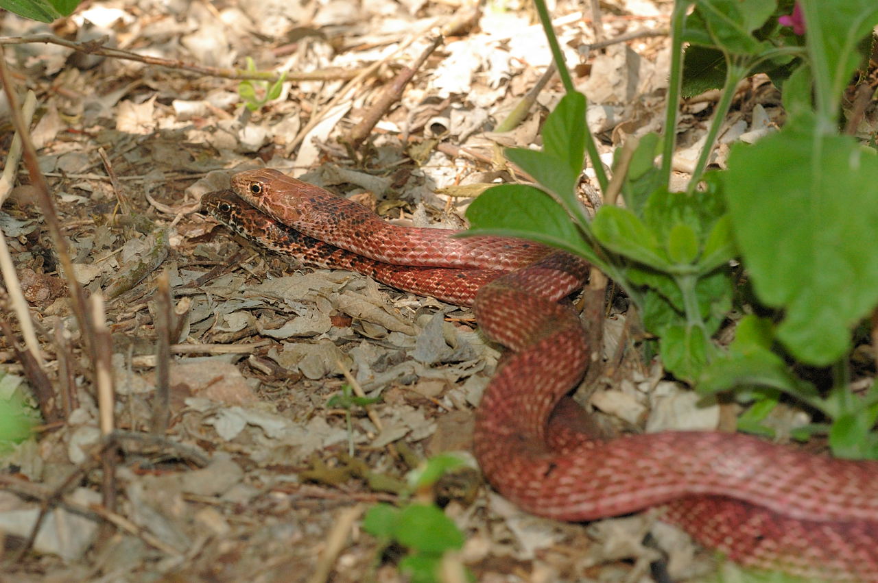Red Racer Snakes Spectacular Animal