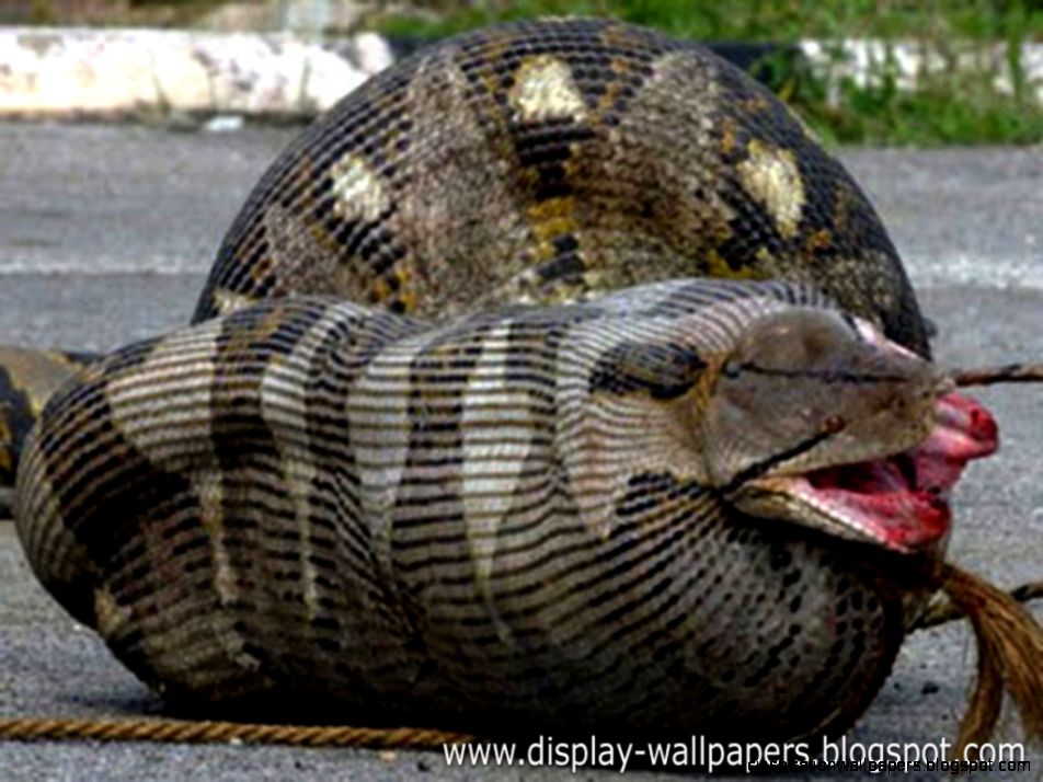 Google Anaconda Snake