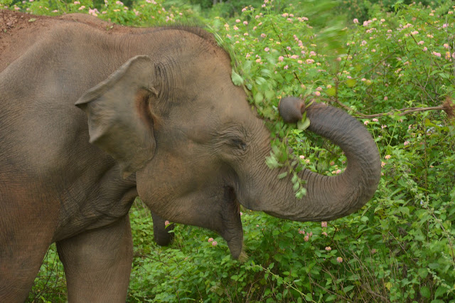 Elephant at udawalawe national park