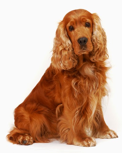 Cães de Raça, pequenos, grandes, inteligentes e perigosos: Cocker ...
