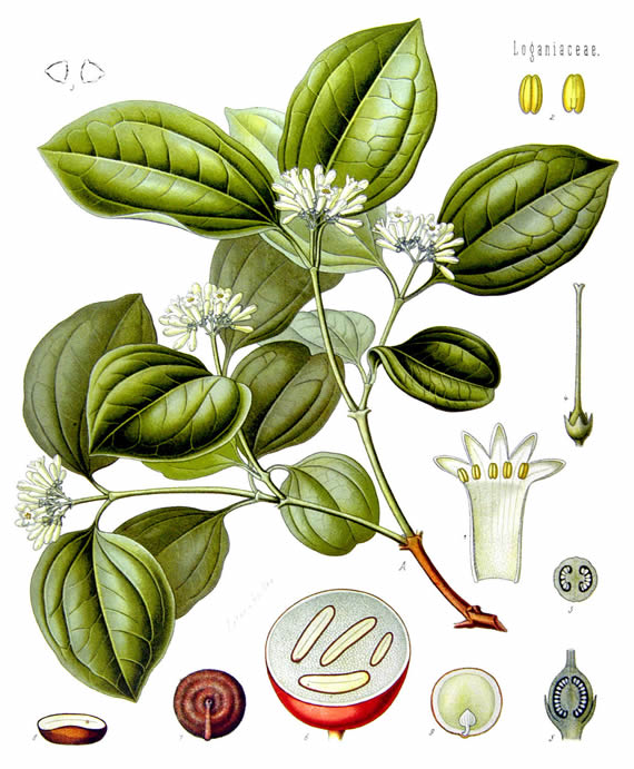 Nux vomica diagram