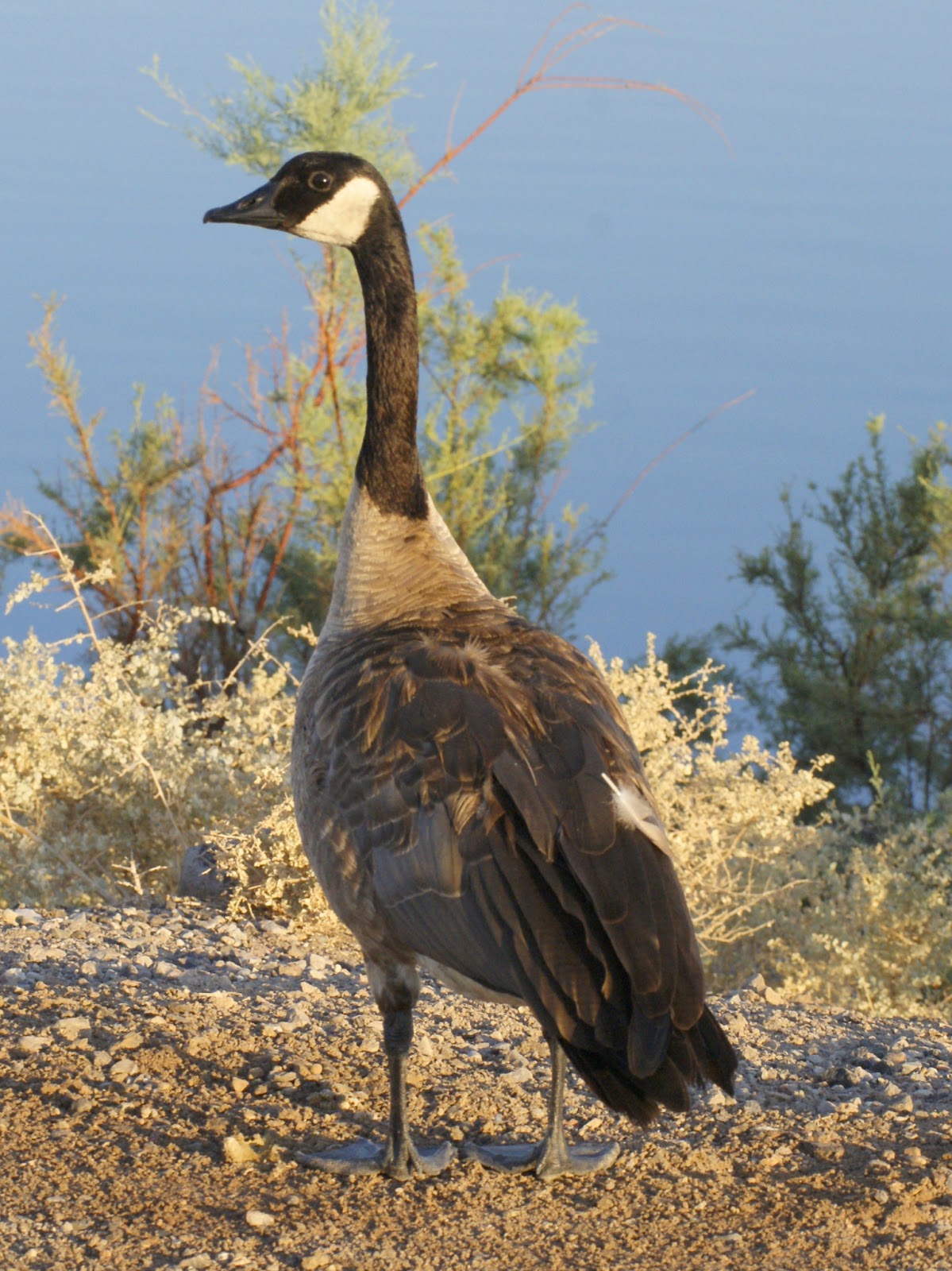 SE Texas Birding & Wildlife Watching Nevada & Utah Trip Las Vegas