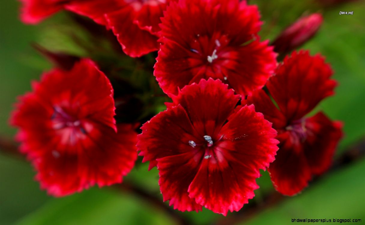 Sweet William Flowers
