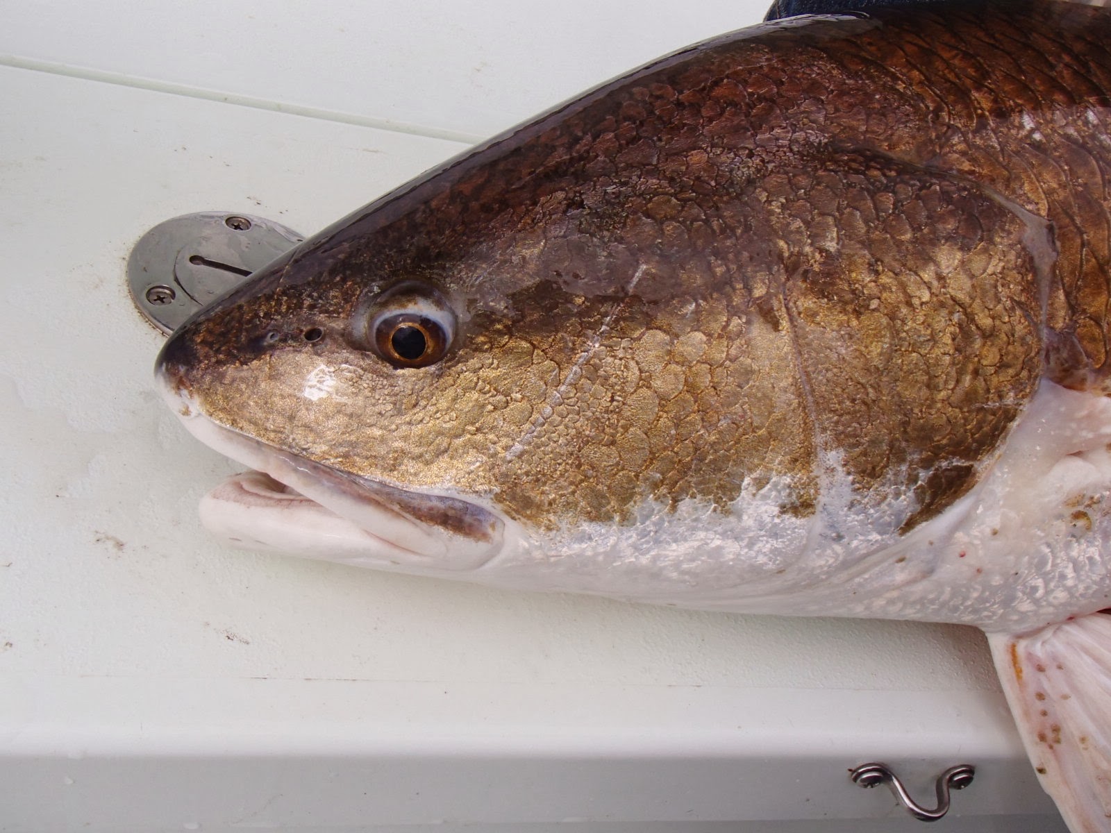 Fish B4U Fly Red Drum Black Drum.. It's not just about the oysters.