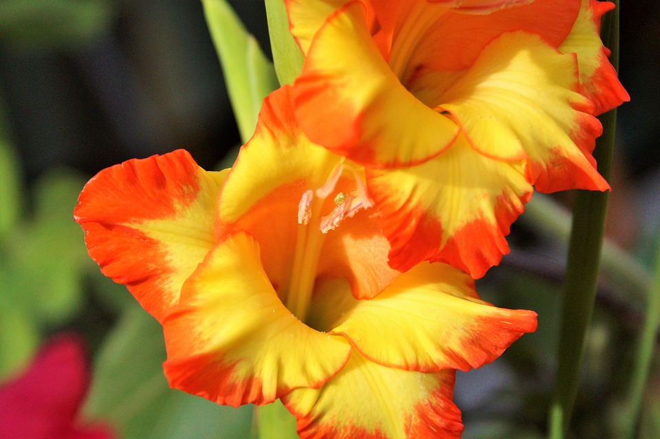 Real World Gardener Gladiolis for the Vase in Talking Flowers Real