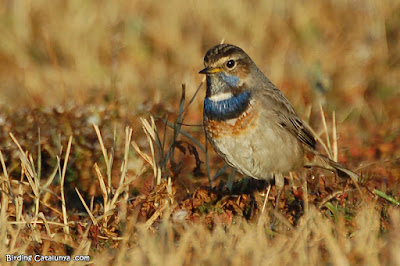 Cotxa blava (Luscinia svecica) Cotxa blava (Luscinia svecica)