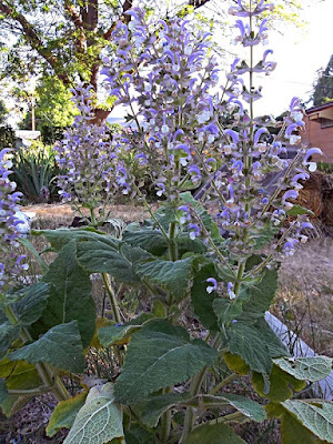 clary sage