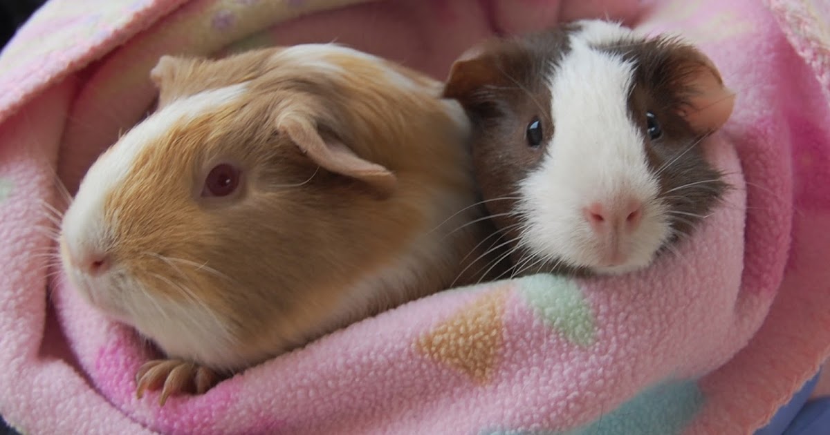 guinea pigs adoption spca animal rescue eden dubarry colleen nevada
