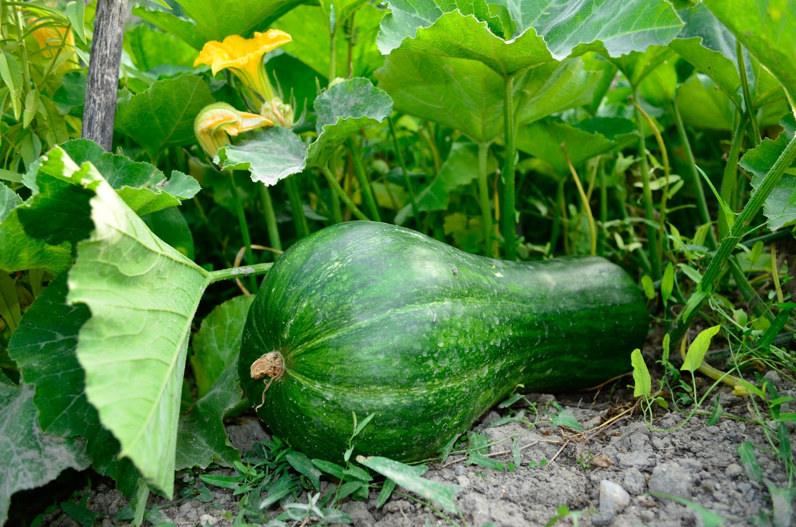 Pumpkin Source of Vitality and Health Macedonia Nature