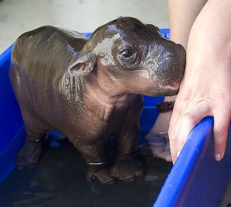 √完了しました！ カバ 赤ちゃん 262316-カバ 赤ちゃん 夢