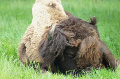 'Sleeping bison' by Carl Wainwright on Flickr