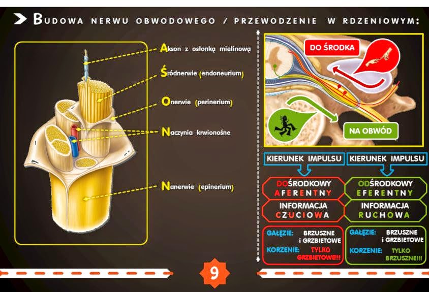 Anatomiczny: Układ nerwowy - Fiszki