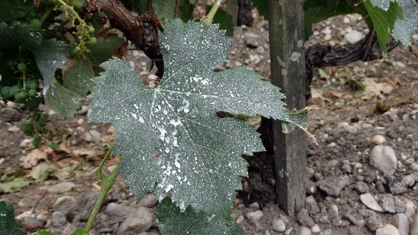 Bouillie Bordelaise: the Médocain fungicide which is kind of blue -  Invisible Bordeaux