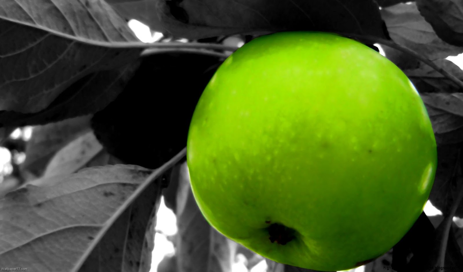 Green Apple Tree