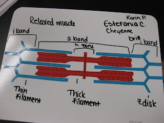 What Did You Do Today at School?: Muscle Contraction Modeling
