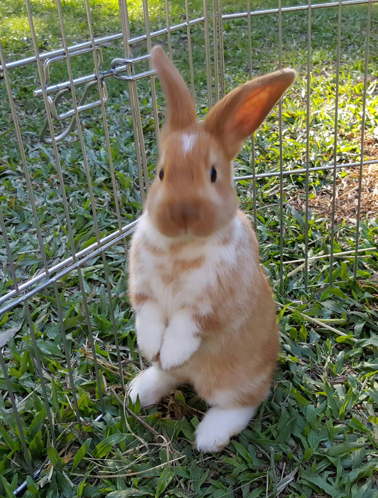 Rabbit Rescue Sanctuary BABY RABBITS FOR ADOPTION IN TWEED HEADS