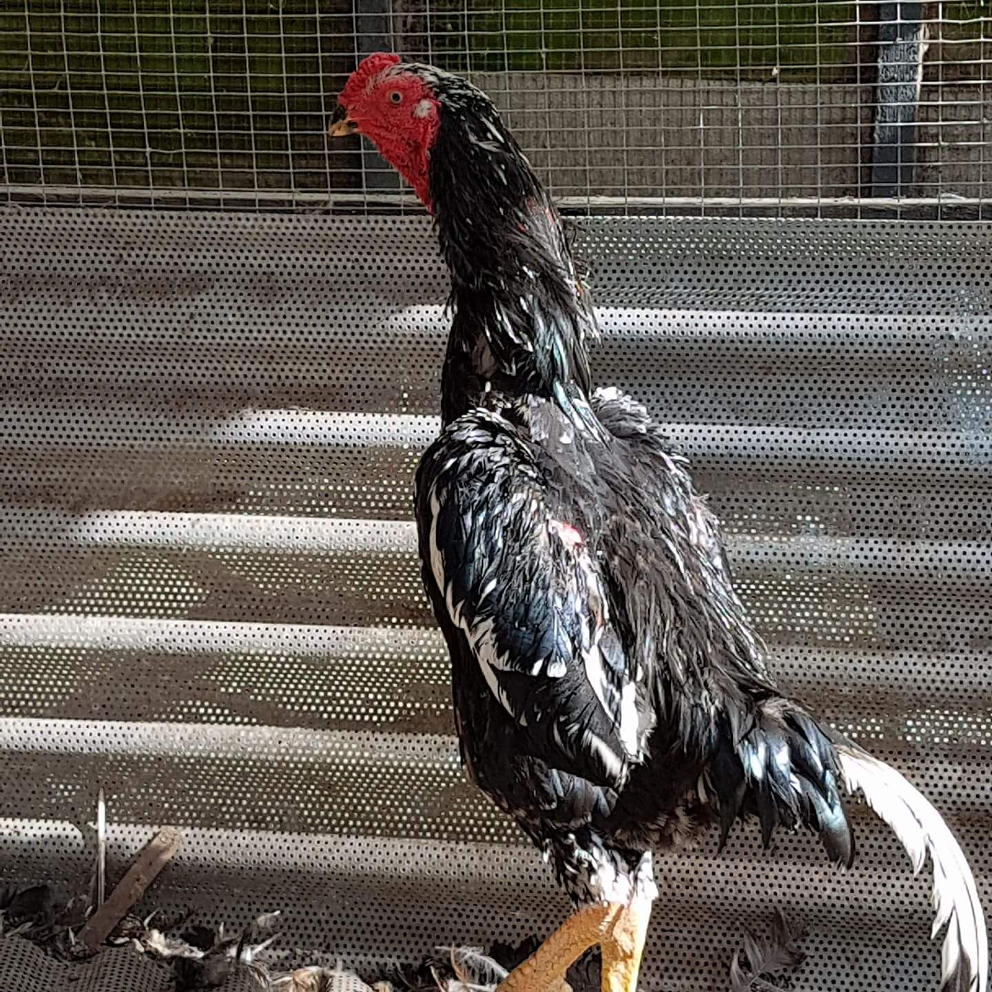 76+ Gambar Ayam Shamo Terlihat Keren Gambar Pixabay
