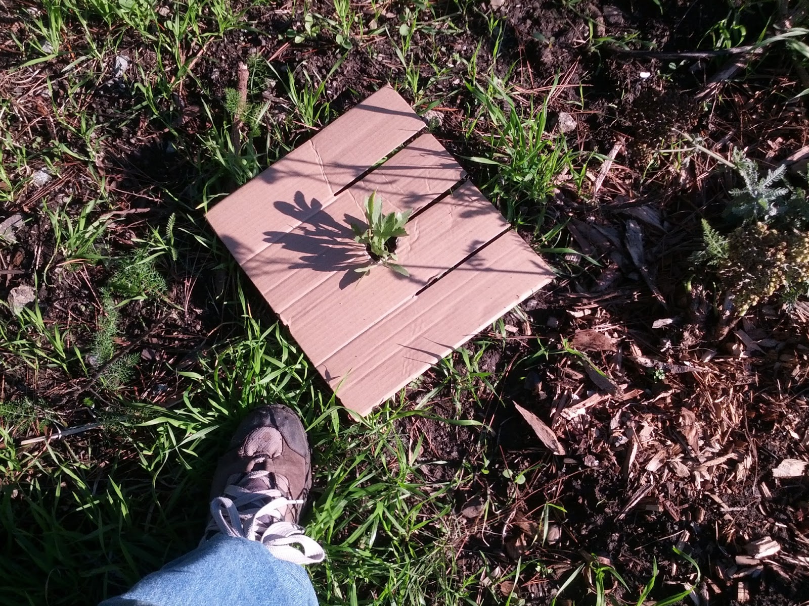 McKinley Square Cardboard mulching at McKinley Square