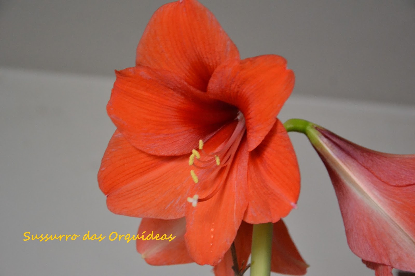 Sussurro das Orquídeas: Polinização de e entre Amaryllis