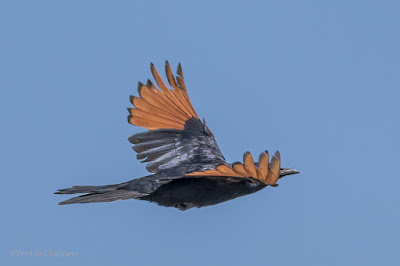 Red-Winged Starling in Flight - Woodbridge Island