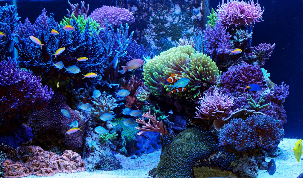 Various Decorations in Saltwater Aquarium fishhobbyist