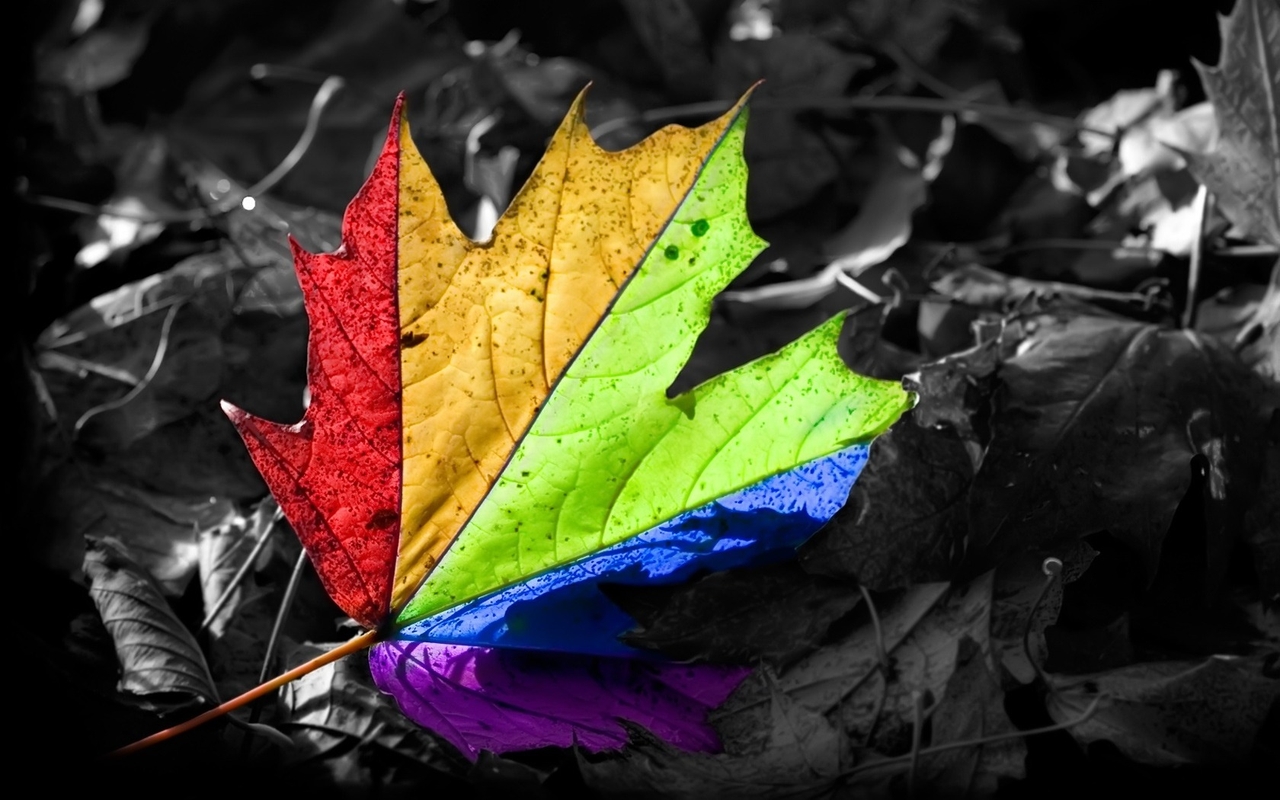 Colorful Leaf - Digital Wallpaper | Download Free Wallpapers