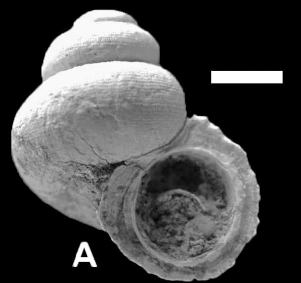 Sciency Thoughts Fossil Land Snails from the Late Pleistocene of south