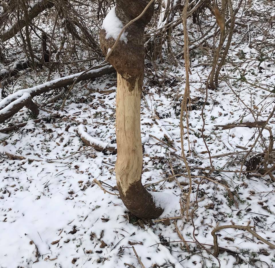 Terrierman's Daily Dose A Very Aggressive Deer Rub