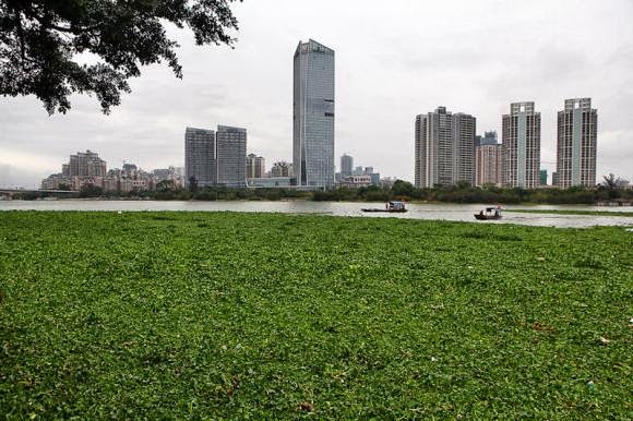 River in China Turns Into A Bizarre Green Carpet Of Leaves