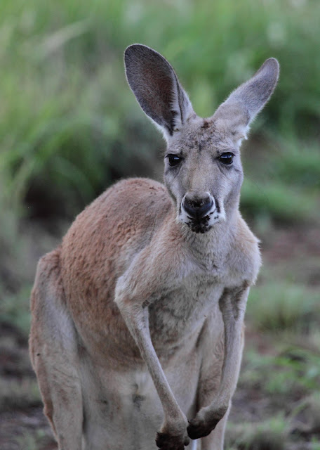 Red Kangaroo, Macropus rufus.