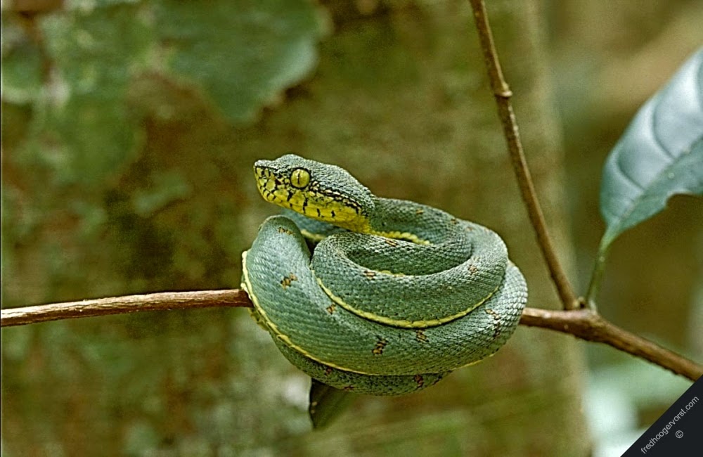 Змеи живут в тропическом лесу. Бушмейстер змея. Бушмейстер ядовитые змеи. Бушмейстер Южной Америки. Змея сурукуку Амазония.
