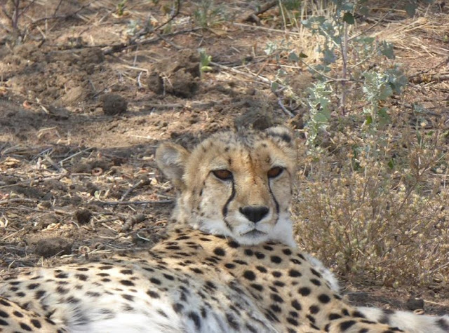 primo piano di un ghepardo al Cheetah conservation fund