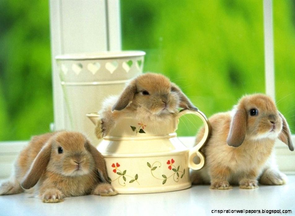 Cute Bunnies Animals