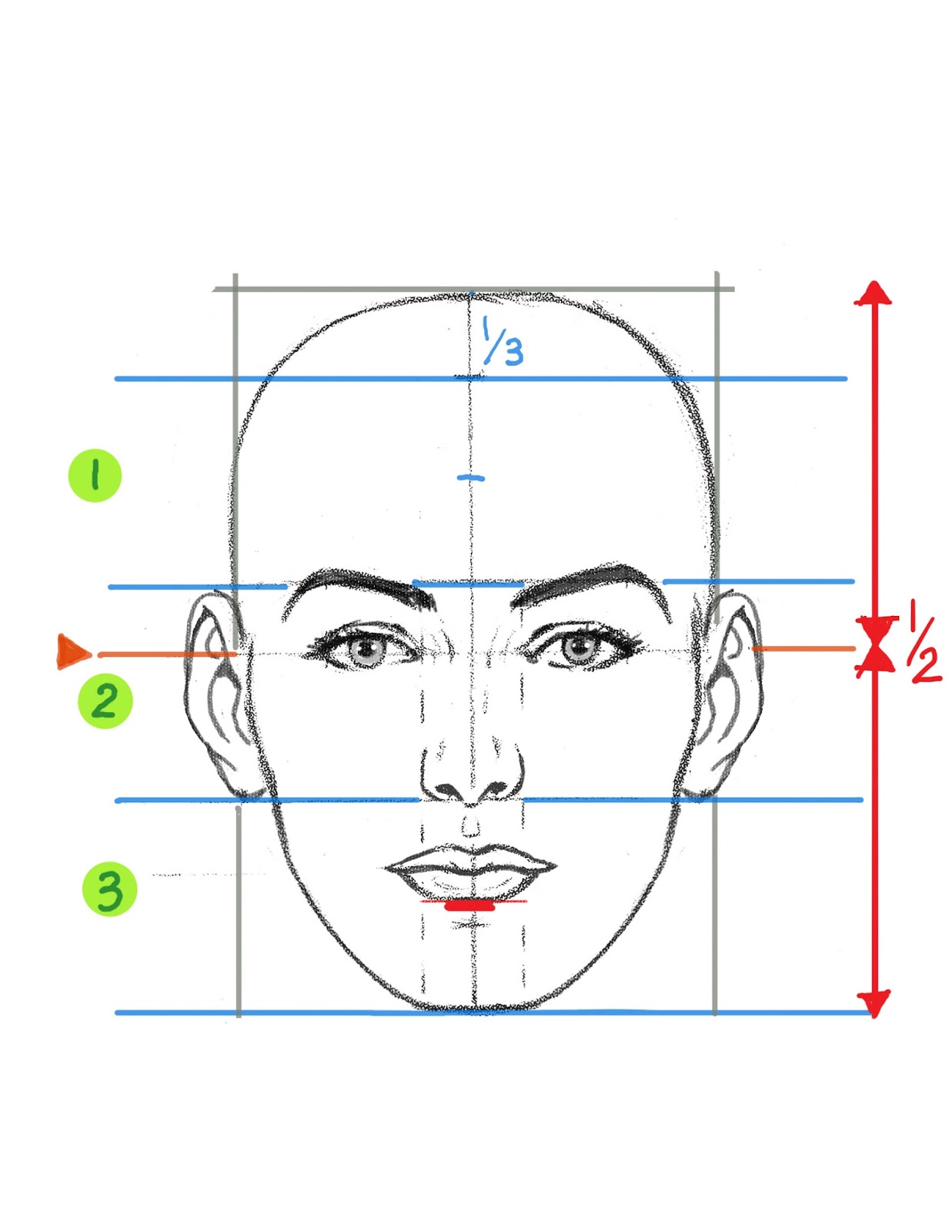 Строишь какое лицо. Схема построения лица. Построение лица. Построение лица рисунок. Разметка лица для портрета.