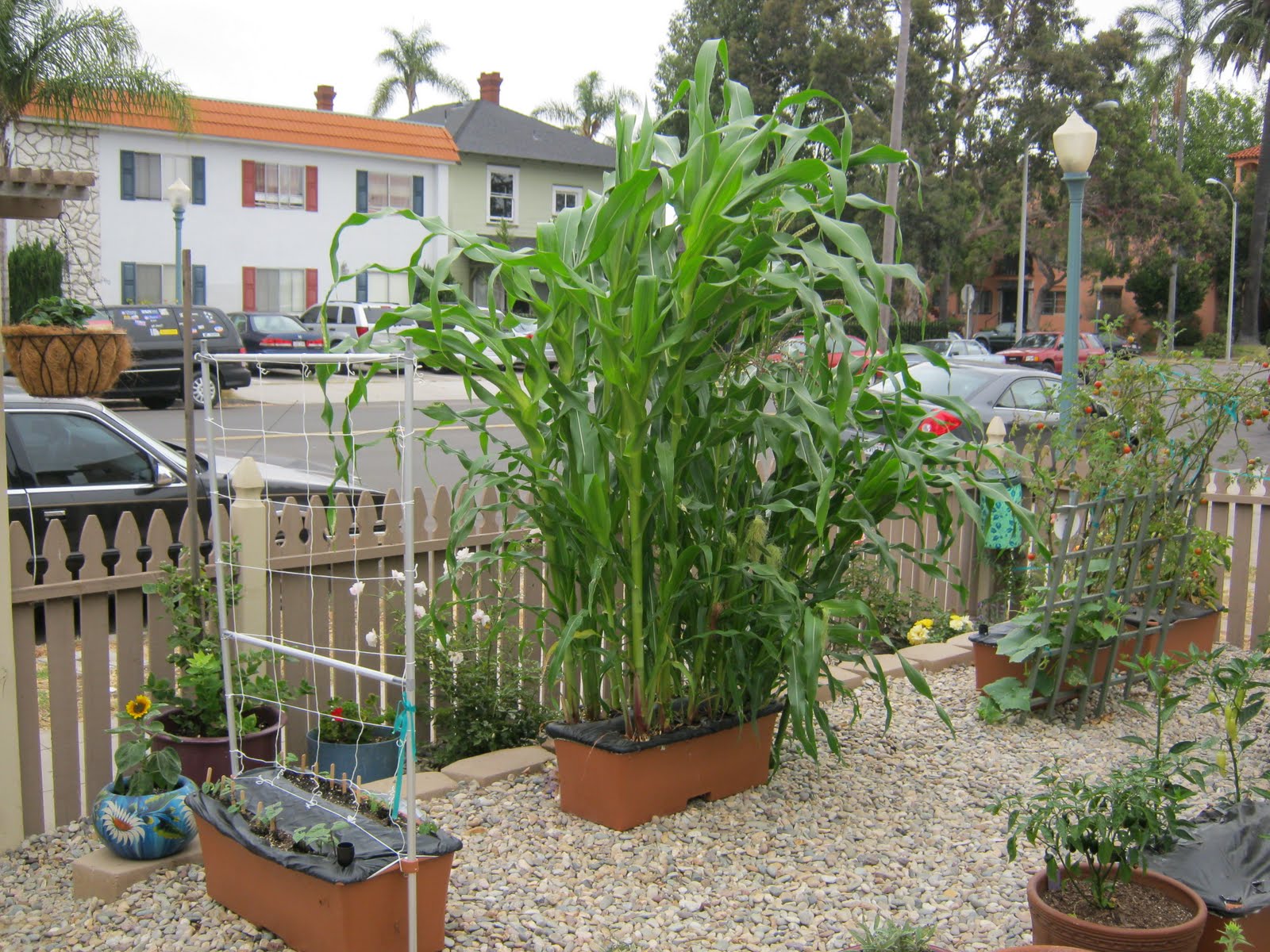 A Quick Guide for Growing Corn in Containers Successfully