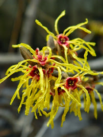 Arnold Promise witch hazel Hamamelis x intermedia spring blooms by garden muses-not another gardening blog