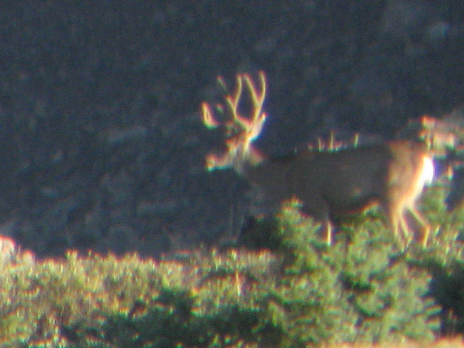 Colorado 2013 Archery Deer Hunt