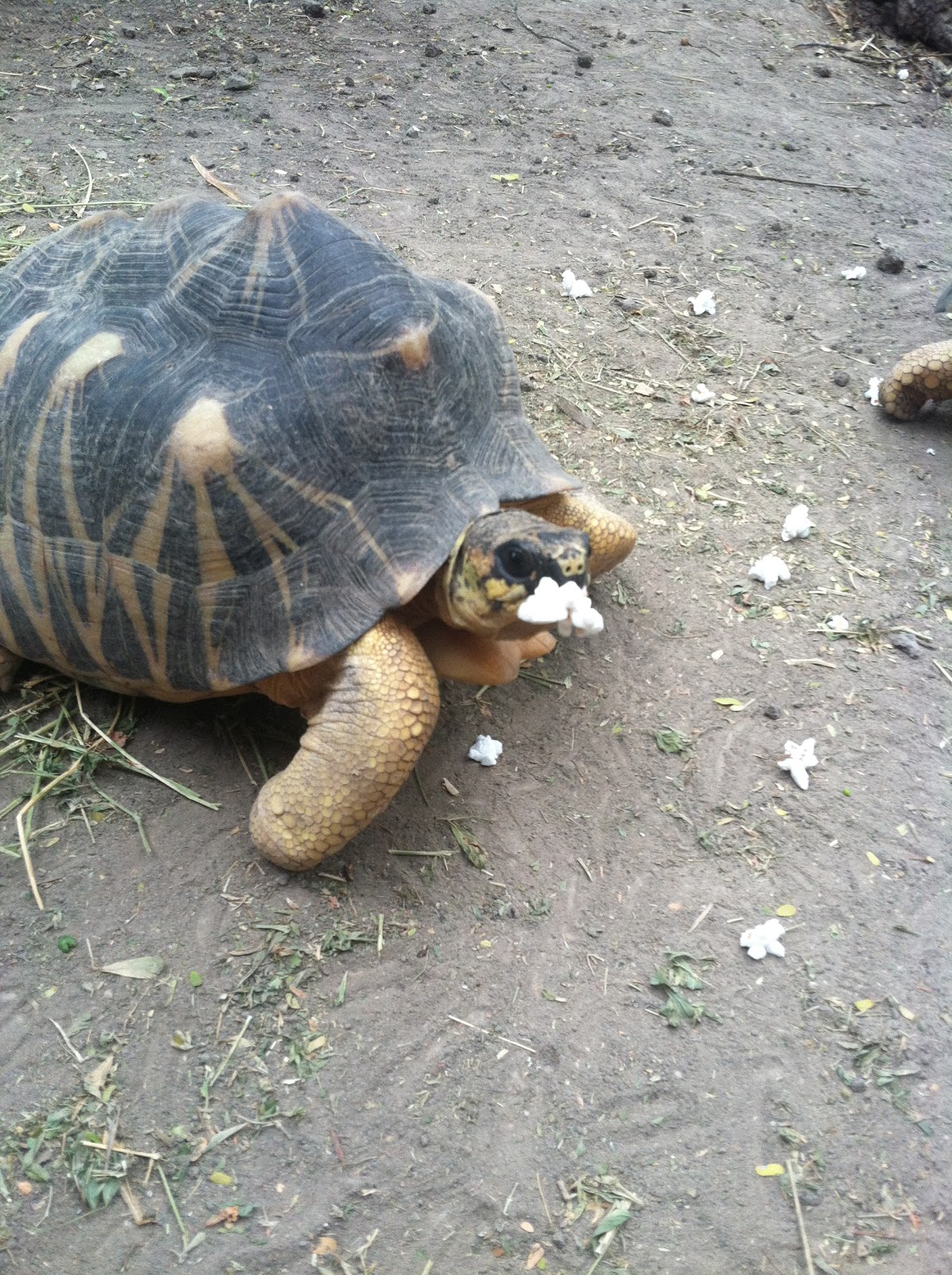 How to get stuck shed off snake head Modern wood shed