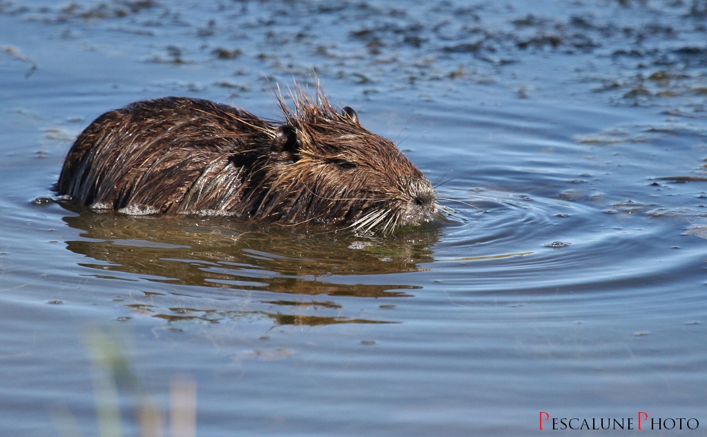 Ragondin+%2528Myocastor+coypus%2529%252C