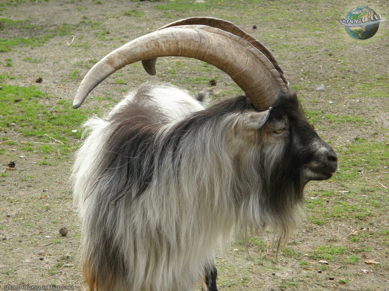 wool yielding animals Scribd india