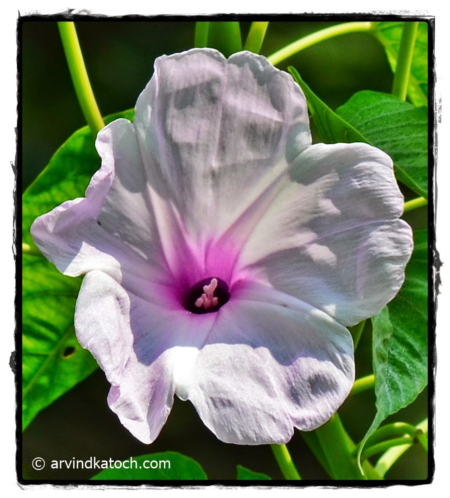 White Flower, Purple center, 