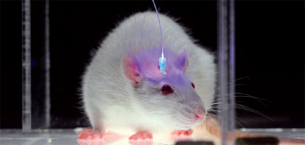 cerebro ratón conectado fibra óptica