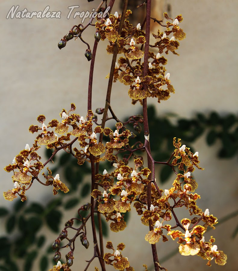 Ramillete de flores dela orquídea Oreja de Burro, Trichocentrum undulatum